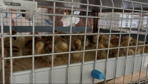 養鶏研究所見学2