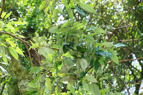 ウラジロガシの画像2