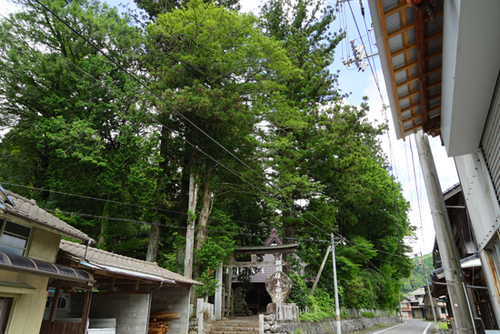 カヤの樹叢の画像1