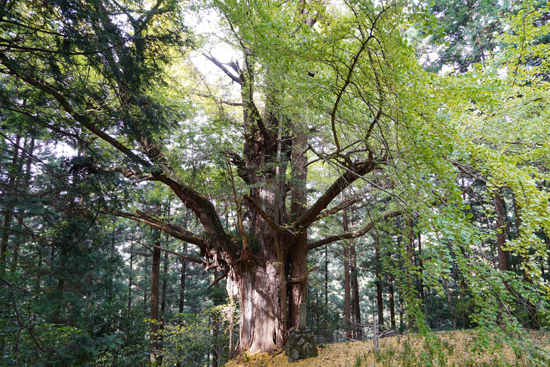 大イチョウの画像2