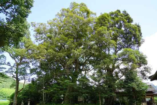 蔵王神社のイチイガシの画像1