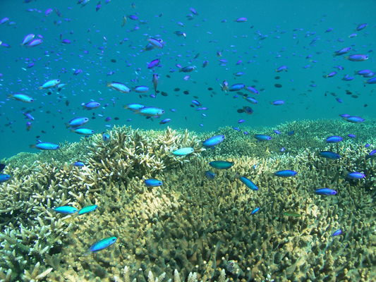 宇和海特殊海中資源群の画像
