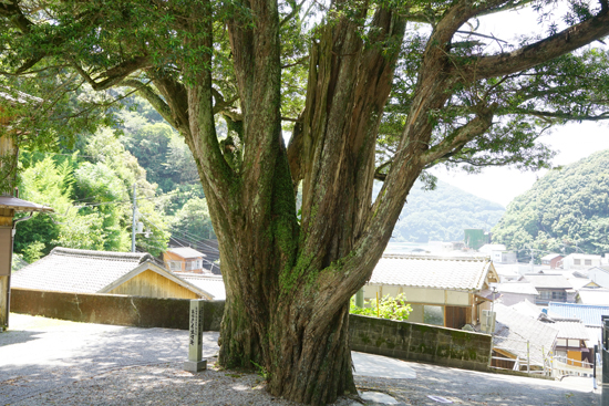 万福寺のイヌマキの画像2
