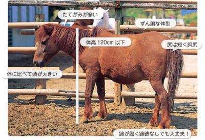 野間馬の特徴（画像提供：のまうまハイランド）