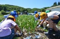 高校生・小学生による収穫
