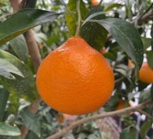 「紅プリンセス®」（愛媛果試第48号）