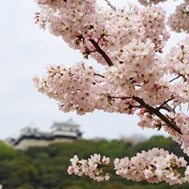 えひめの文化財インスタグラム画像6