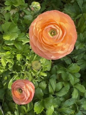 ラナンキュラスの画像