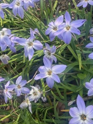 ハナニラの画像