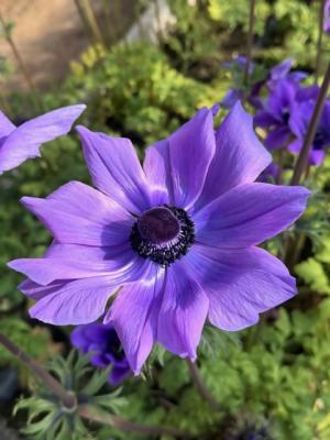 アネモネの画像