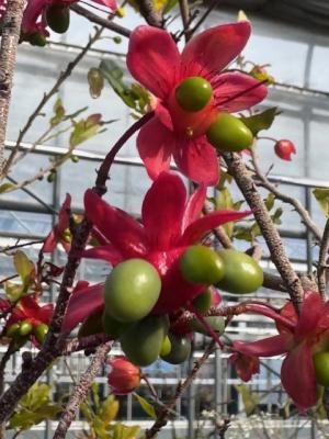 ミッキーマウスの木の画像