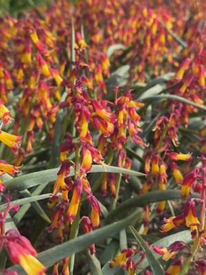 ラケナリアの画像