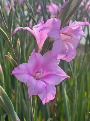 グラジオラスの画像