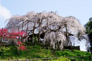 石畳東のシダレザクラ画像