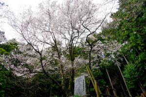 世善桜の画像