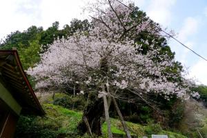 用の山のサクラ画像