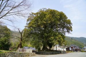 イチイガシ（内子）の画像