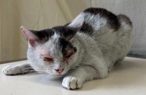 迷い猫 4月13日 今治阿方 おす 黒白