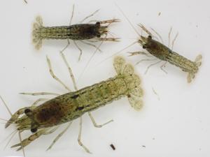 ミステリークレイフィッシュ