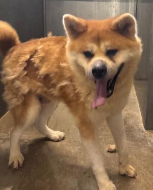 迷い犬2026.7.10　西条市土居町　秋田犬風　オス　