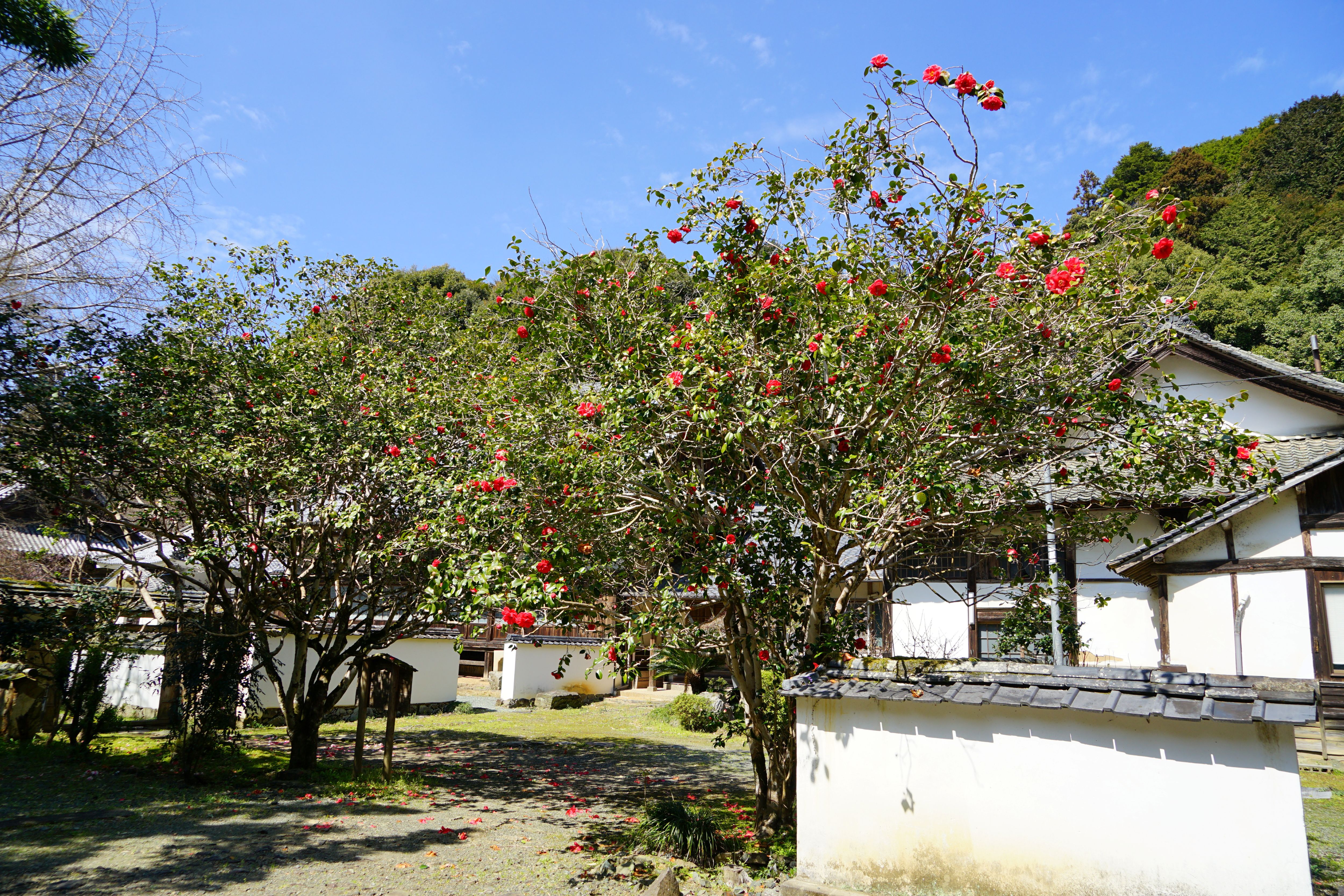 如法寺のツバキの画像1
