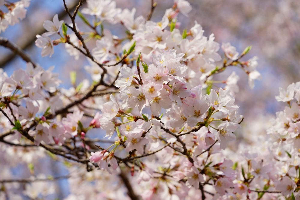 エドヒガンの花弁