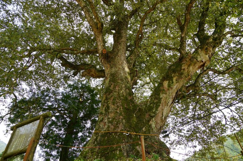 イチイガシの画像2