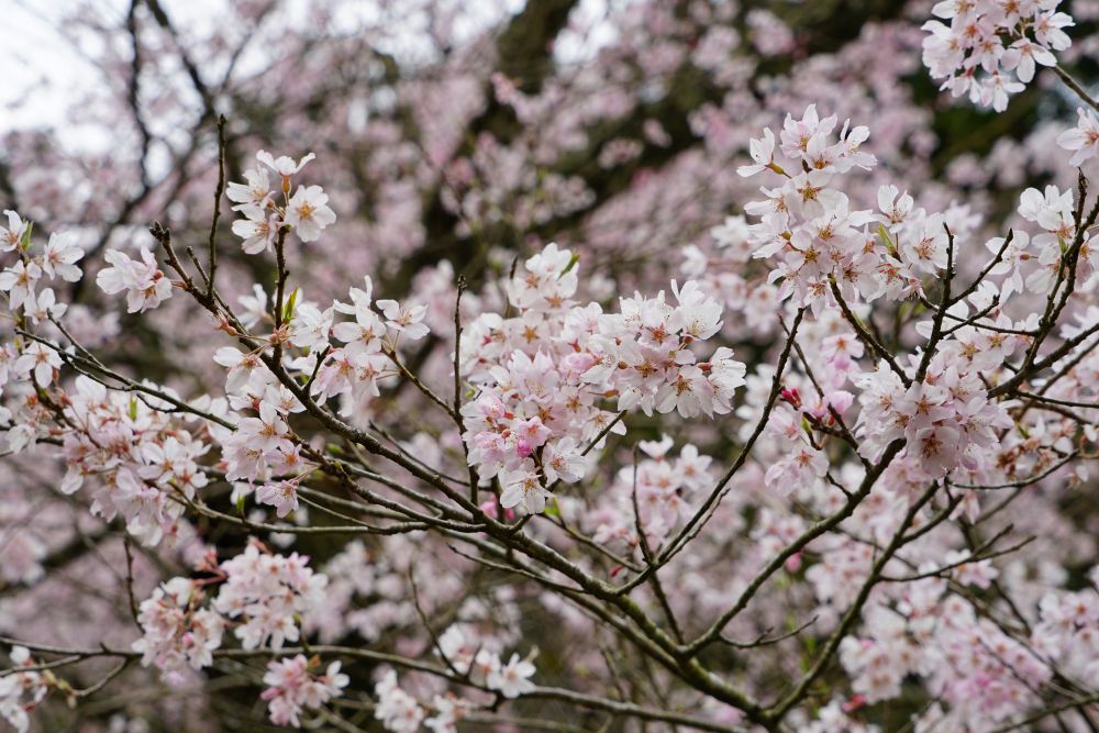 用の山のサクラ花弁1