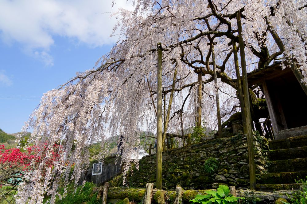 石畳東のシダレザクラ2