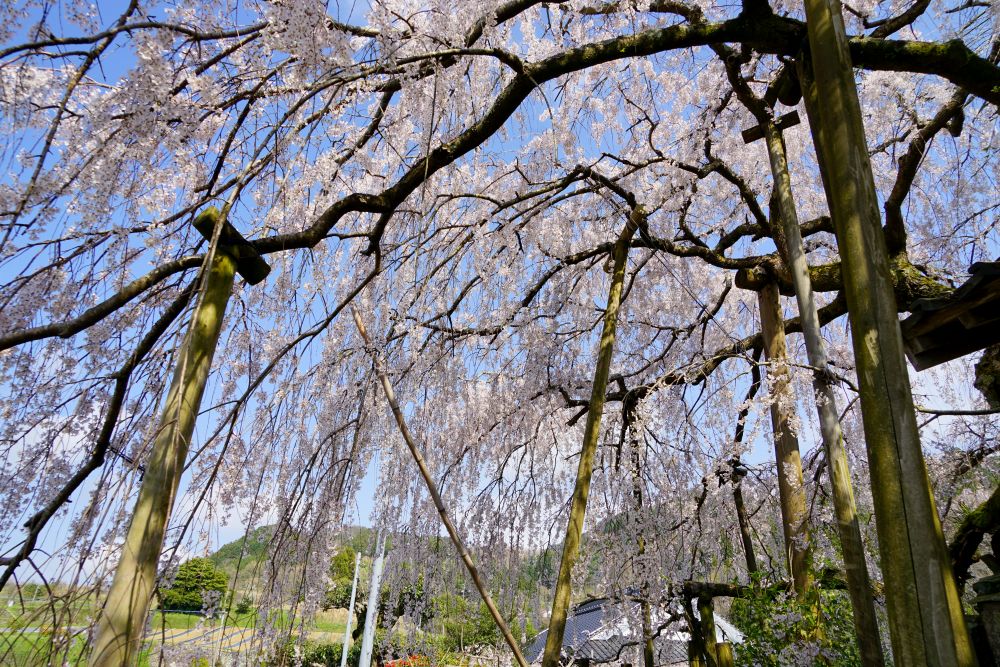 石畳東のシダレザクラ3