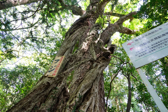 フジ(四国中央市富郷町)の画像1