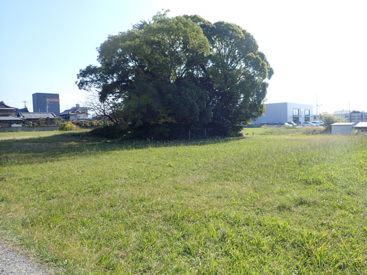 久米官衙遺跡群　久米官衙遺跡　来住廃寺跡の画像3