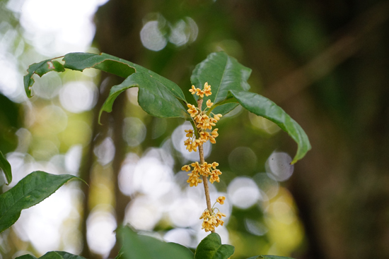 王至森寺のキンモクセイの画像2