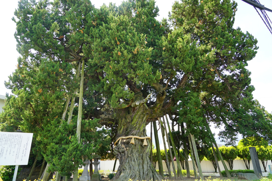 下柏の大柏(イブキ)の画像1