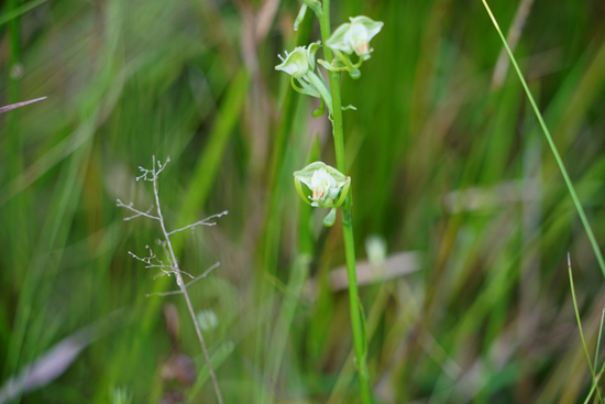 湿地植物の画像2