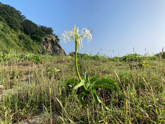 ハマユウの画像1
