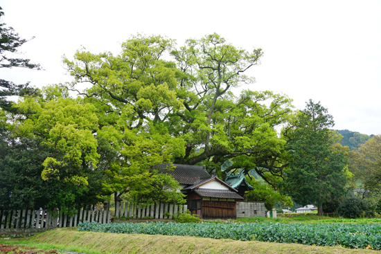 天満神社のクスノキの画像1