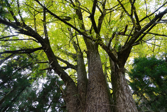 金竜寺のイチョウの画像2