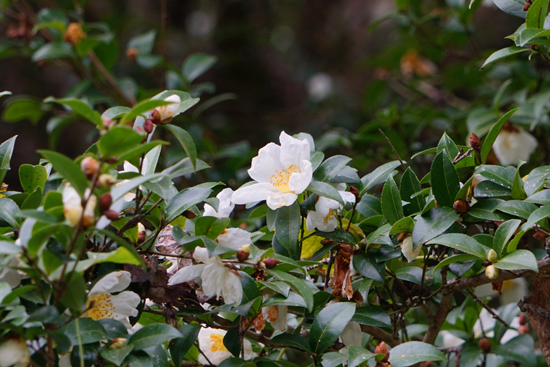 森山のサザンカの画像2