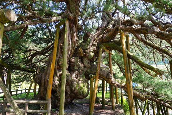 イブキ（四国中央市富郷町）の画像3