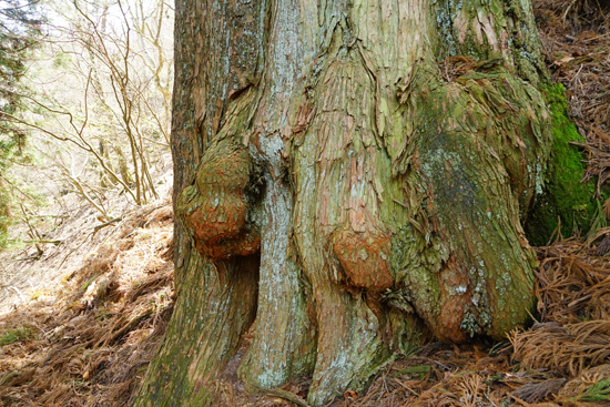 子持ち杉の画像3