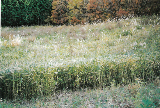 イヨダケの自生地の画像