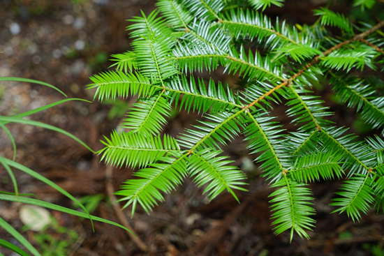 カヤの樹叢の画像3