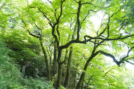 カツラ（久万高原町大成）の画像