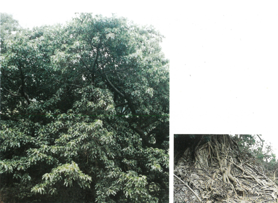 客人神社のアコウの画像