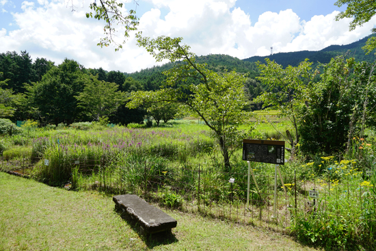 サギソウ自生地の画像2