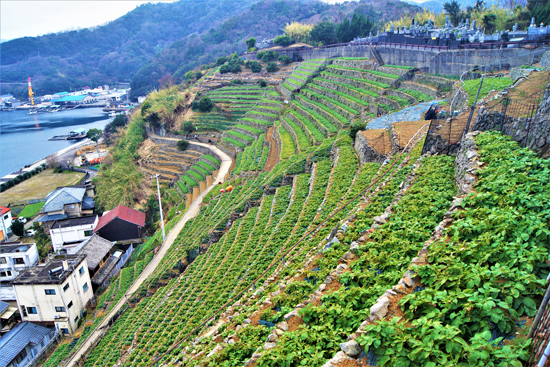 遊子水荷浦の段畑の画像1