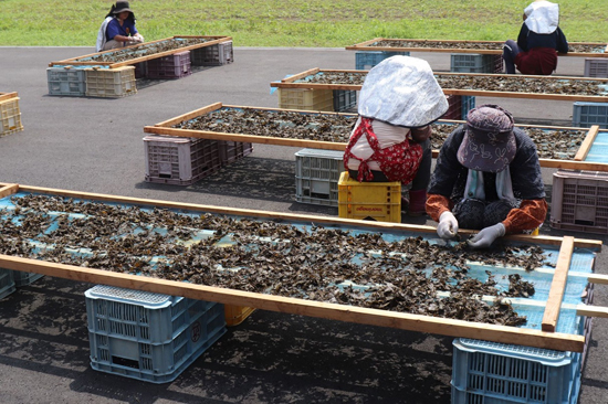 四国山地の発酵茶の製造技術の画像2