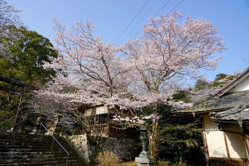 エドヒガンの画像