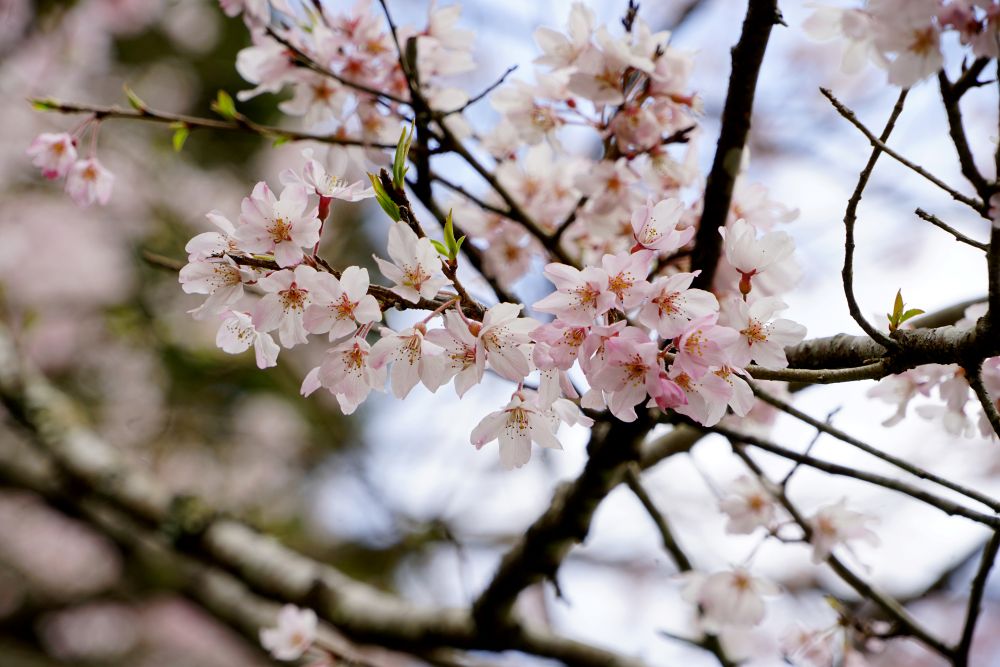 用の山のサクラ花弁2